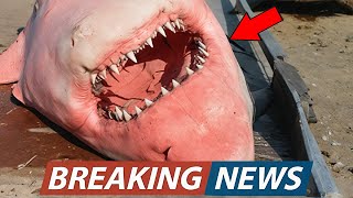 Scientists Raise Alarm As Giant Great White Shark Mysteriously Washes Ashore With Unexplained Wounds [upl. by Hussey387]