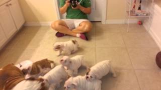 English Bulldog Puppies 8 weeks old [upl. by Selrahc]