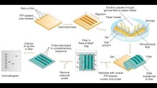 Southern blot protocol [upl. by Lubbi]