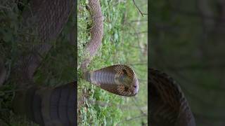 Indian Spectacled Cobra Releasedsnakes [upl. by Ateekahs]