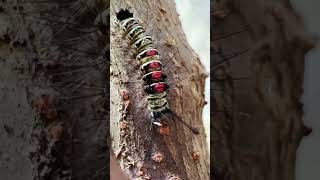 Amazing Moth Caterpillar 🐛 moth caterpillar amazing nature insects animals pet tropical 4k [upl. by Garfield]