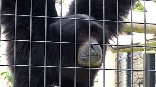 The Screaming Monkey  Siamang Gibbons Howling [upl. by Tyrrell]