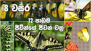 Grade 8 Science Unit 12  Life Cycles  ජීවීන්ගේ ජිවන චක්‍ර [upl. by Anahgem]