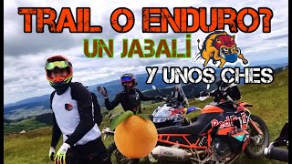 Enduro o Trail Por donde no os llevó la Rodibook 2024  Un Jabalí y unos Ches 🍊🍊 [upl. by Regine]