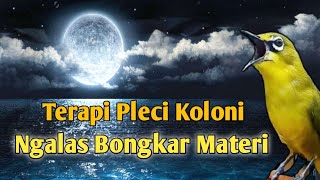 Terapi Pleci Koloni Cepat Ngalas bongkar Materi  Simulasi Lomba Pleci pleci terapiplecigacor [upl. by Elene367]