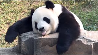 🐼 Panda Funny Moment Videos Compilation [upl. by Amie181]