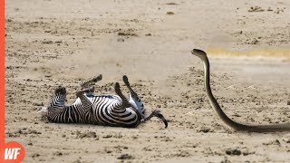 When a Zebra Got Bitten by Black MambaIt Died in Seconds [upl. by Latvina]