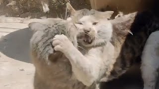 The Best and Strangest Cat Fight Compilation of 2024 [upl. by Anawit]