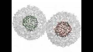 Lipid Vesicle Fusion Simulation from Foldinghome [upl. by Inek]