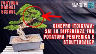 Ginepro Itoigawa sai la differenza tra potatura periferica e strutturale [upl. by Alithea]