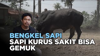 RAHASIA BENGKEL SAPI SAPI KURUS JADI GEMUK DALAM WAKTU SINGKAT [upl. by Sutsuj]