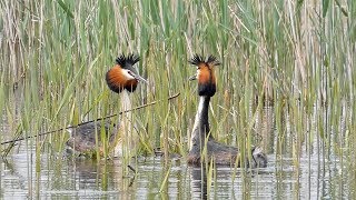 Great Crested Grebe Courtship Dance [upl. by Eceertal]