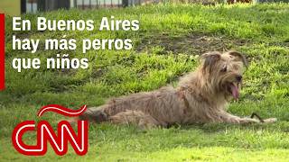 Hay más perros que niños aumenta cantidad de mascotas y baja la tasa de natalidad en Buenos Aires [upl. by Akinahc158]