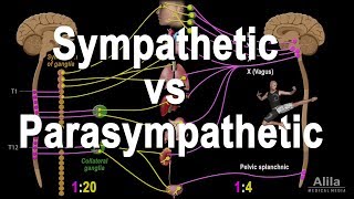 Autonomic Nervous System Sympathetic vs Parasympathetic Animation [upl. by Vevine488]