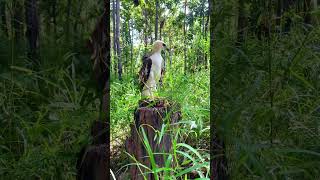 A man walks through the forest and meets an eagle on a tree stumppart1short art new dance gym [upl. by Anneis]