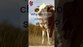 Why do cows chew so slowly [upl. by Will861]