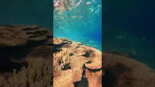 Red Sea Reef 🌊🐬🤿shorts [upl. by Hairakcaz]