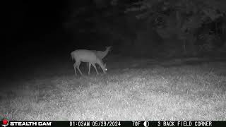 05 29 24 103 01am Several deer eating in the lower back field near the mineral block deer [upl. by Harbed843]