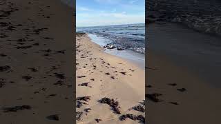 Seagull On the Beach [upl. by Llewsor]