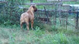 Bullmastiff quotDanielquot He is one year and 4 mos old June102013 [upl. by Doi989]