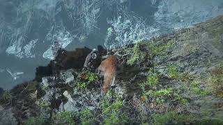 Tufted Deer Spotted in Sichuans Primeval Forest [upl. by Bunker980]