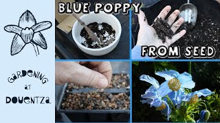 4 Types of Blue Meconopsis Poppy from Seed  Stratification Explained [upl. by Arrej]