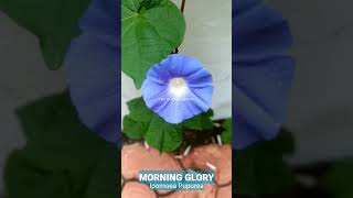 Morning Glory  Ipomoea Purpurea nature [upl. by Satterfield]