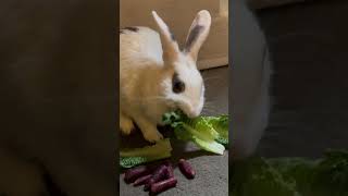 Casper Loves Romaine Lettuce healthyfamilyforce [upl. by Bolger]