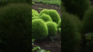 Green Kochia Natures Transformative Wonder shorts kochia plants PlantsWorld [upl. by Erialcyram]