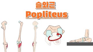 슬와근 오금근 Popliteus 완전 정복 [upl. by May539]