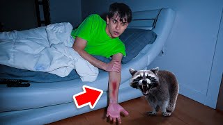 A Vicious Raccoon ATTACKED Me In The Middle Of The Night [upl. by Adnilra]