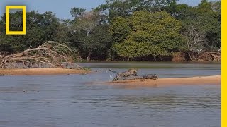 Jaguar Attacks Crocodile Cousin EXCLUSIVE VIDEO  National Geographic [upl. by Latoniah]