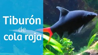 Tiburón cola roja de agua dulce · Labeo bicolor y arcoíris 🦈 [upl. by Aliuqet]