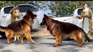 The Worlds Biggest German shepherd Dog in PunjabCute DogGerman shepherd puppies [upl. by Nnyre]