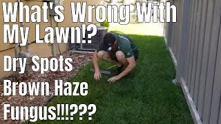 DIY How to diagnose Fix lawn dry spots sod web worms cut worms fungus Whats wrong with my lawn [upl. by Nikolaus]