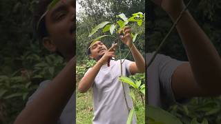 Mango tree pruning in India  mangotreepruning farming indiannurserytips [upl. by Eramal]