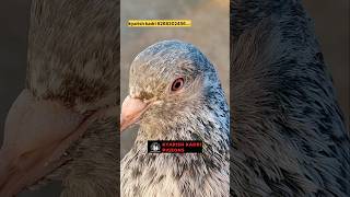 Original import bloodline golden kabootar pigeon pigeorn bird kabootar pigean birdspecies [upl. by Kiryt252]