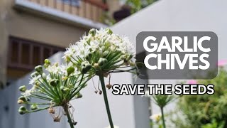 How To Save Garlic Chive Seeds  Chives for a Beautiful Garden [upl. by Neile609]