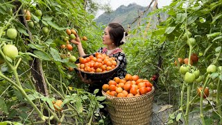 Harvesting Tomatoes And Bring To The Market To Sell Vàng Hoa [upl. by Giule]