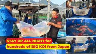 Stay up all night for HUNDREDS of BIG JAPANESE KOI FISH  Highquality NISHIKIGOI from Japan [upl. by Anafetse]