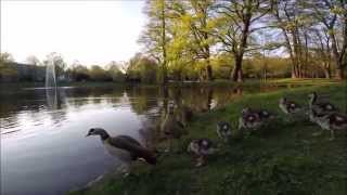 Enten im Park [upl. by Ilse]