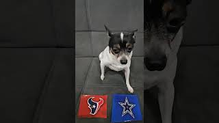 Texans vs Cowboys nfl nflpredictions mondaynightfootball week11 houstontexans dallascowboys [upl. by Behlke]