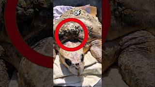 This rescuer done impossible to remove barnacles 🥺 animals turtle barnacles shorts [upl. by Auhs]