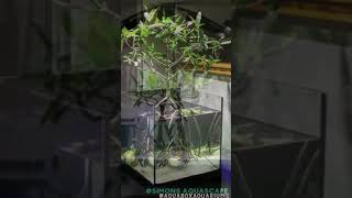 3 Reasons To Add A Mangrove to Your Aquarium plants houseplants nature aquarium [upl. by Fairleigh313]