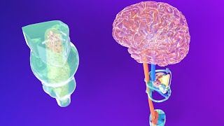 3D Medulla Embryology  Rhombencephalon Embryology Part 2  Neuroembryology Part 5 [upl. by Freddie]