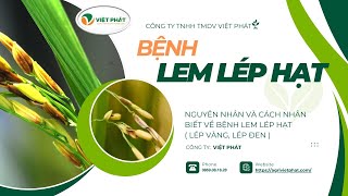 NGUYÊN NHÂN VÀ PHÂN BIỆT TÁC NHÂN GÂY BỆNH LEM LÉP HẠT TRÊN LÚA  VIỆT PHÁT NÔNG NGHIỆP vietphat [upl. by Meggy]