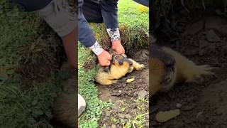 Small Animal Stronger Than Humans shortsvideo [upl. by Leuas]