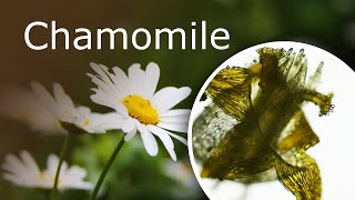 Chamomile Matricaria Chamomilla Under a Microscope Yellow Disk Floret and White Ray Floret [upl. by Ayanat878]