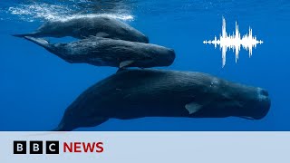 Sperm whales have their own alphabet scientists say  BBC News [upl. by Noirred]