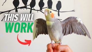 How to TAME Your Cockatiel And BOND With it [upl. by Elbag238]